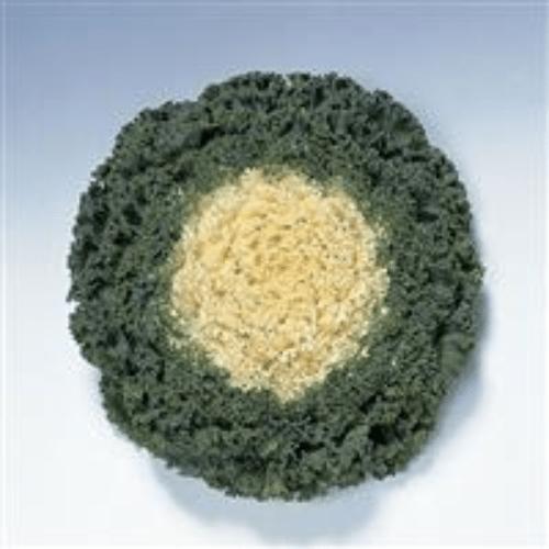 Photo of Flowering Kale (Brassica oleracea 'Kamome White') uploaded by Joy