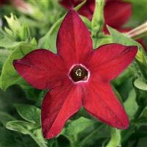 Photo of Flowering Tobacco (Nicotiana alata Saratoga™ Red) uploaded by Joy