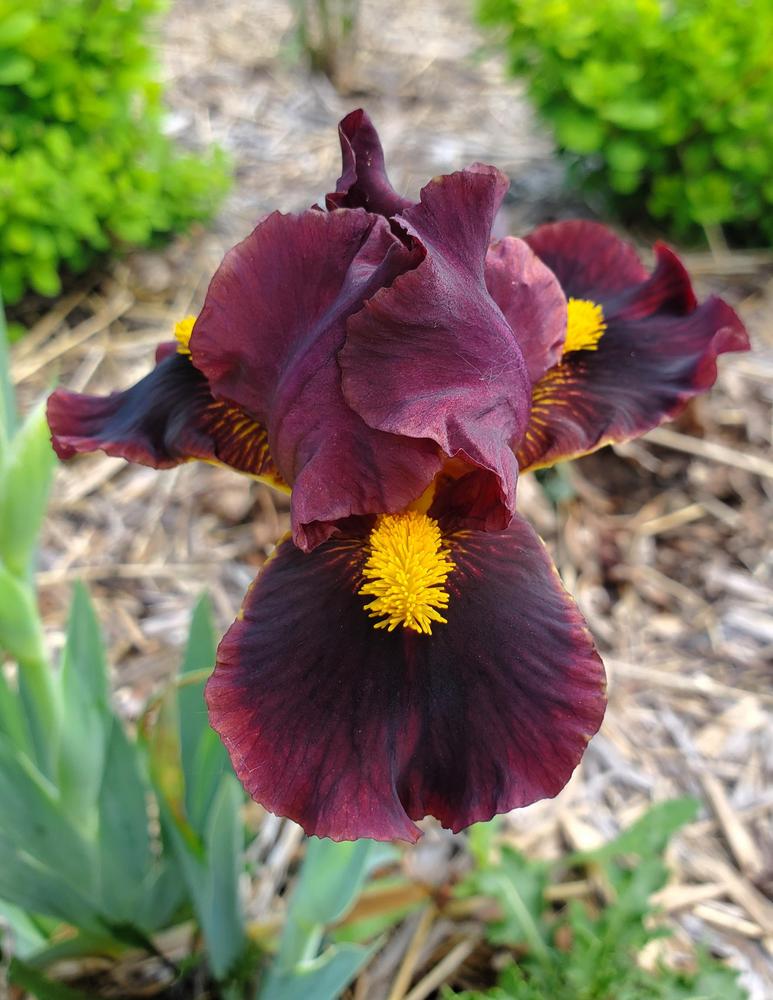 Photo of Standard Dwarf Bearded Iris (Iris 'Irrepressible') uploaded by PrairieGirl_11