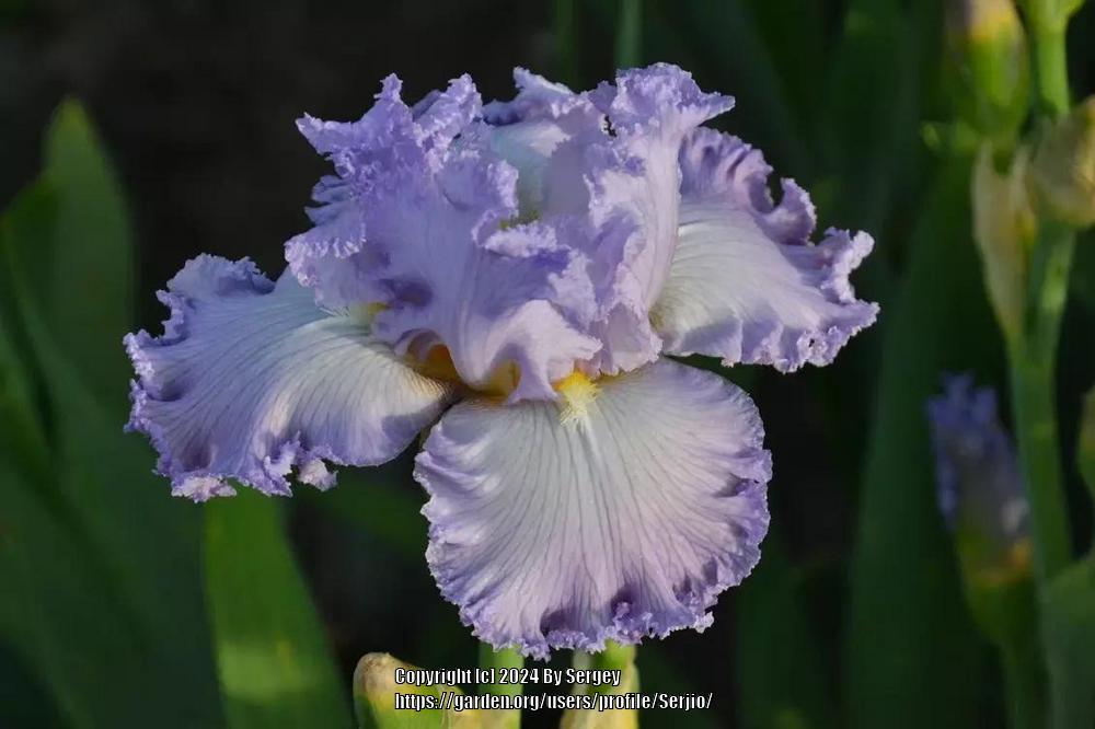 Photo of Tall Bearded Iris (Iris 'Fancy Stuff') uploaded by Serjio