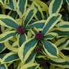 variegated winter Daphne odora Hewreb