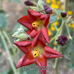 Location: Sun Lakes, AZ
Date: 2021-03-24
Red globemallow with an unusual flower shape
