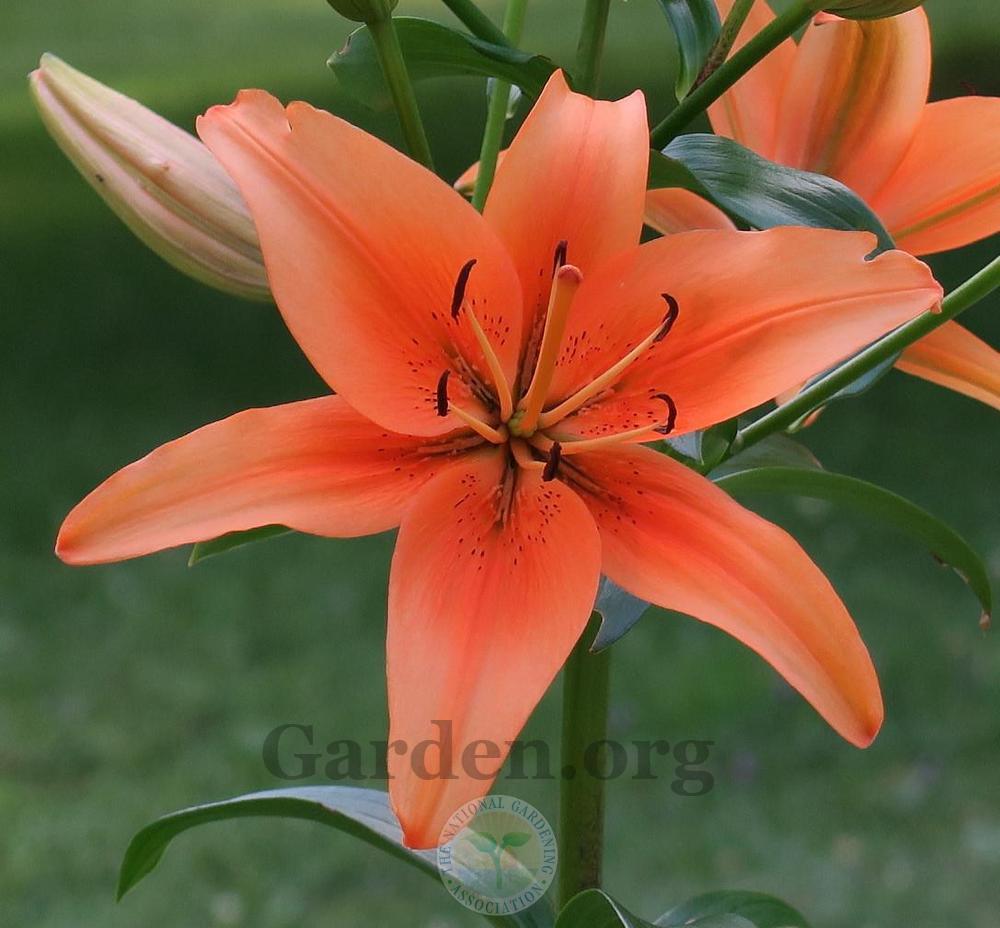 Photo of Lily (Lilium 'Sunset Boulevard') uploaded by Char