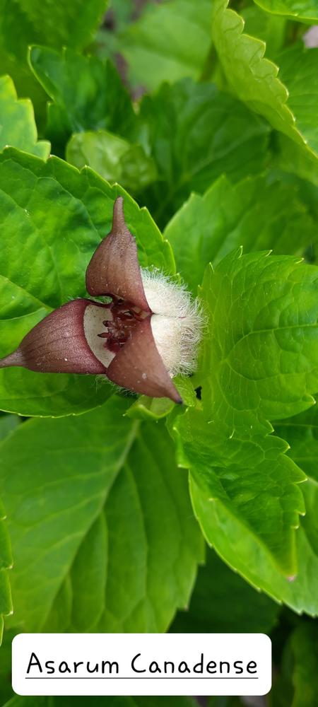 Photo of Wild Ginger (Asarum canadense) uploaded by Hazelcrestmikeb