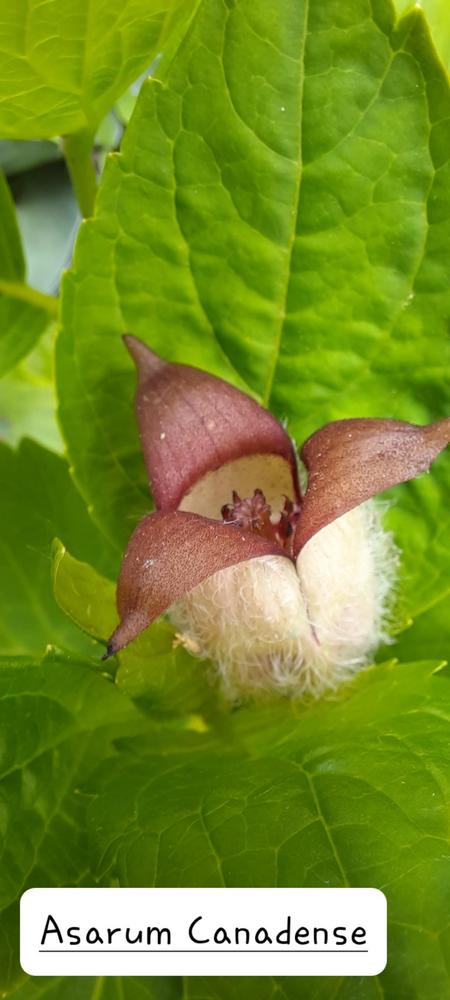 Photo of Wild Ginger (Asarum canadense) uploaded by Hazelcrestmikeb