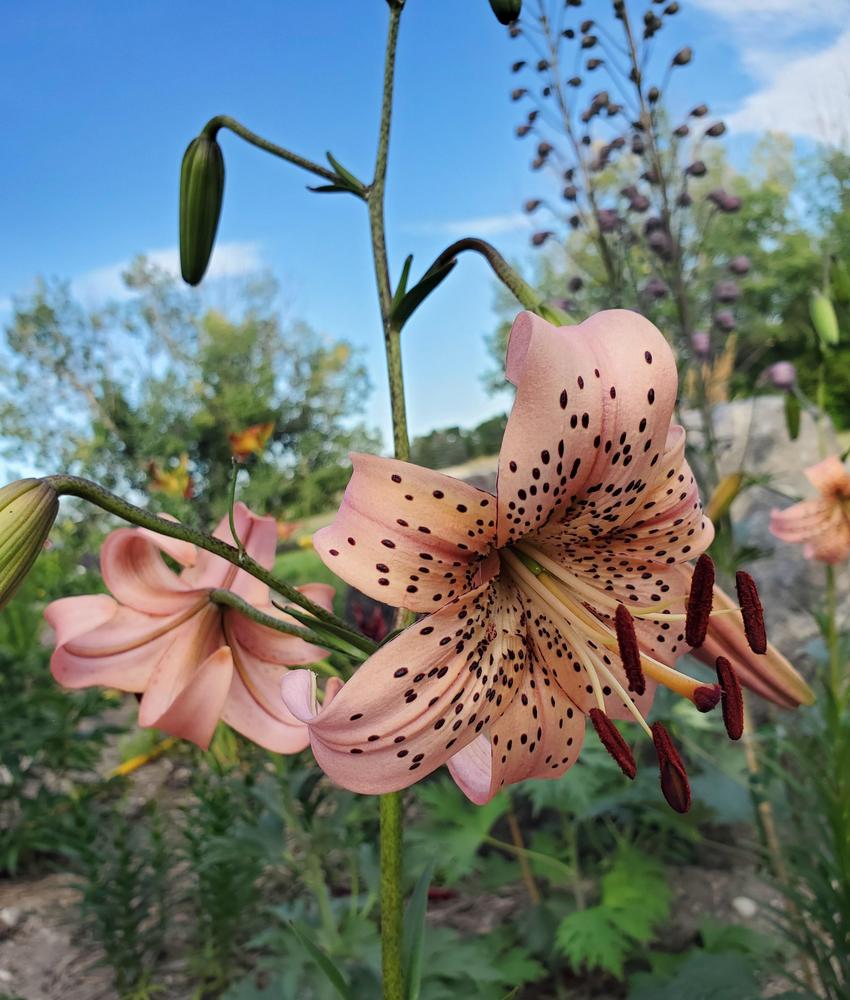 Photo of Lily (Lilium 'Pink Giant') uploaded by PrairieGirl_11