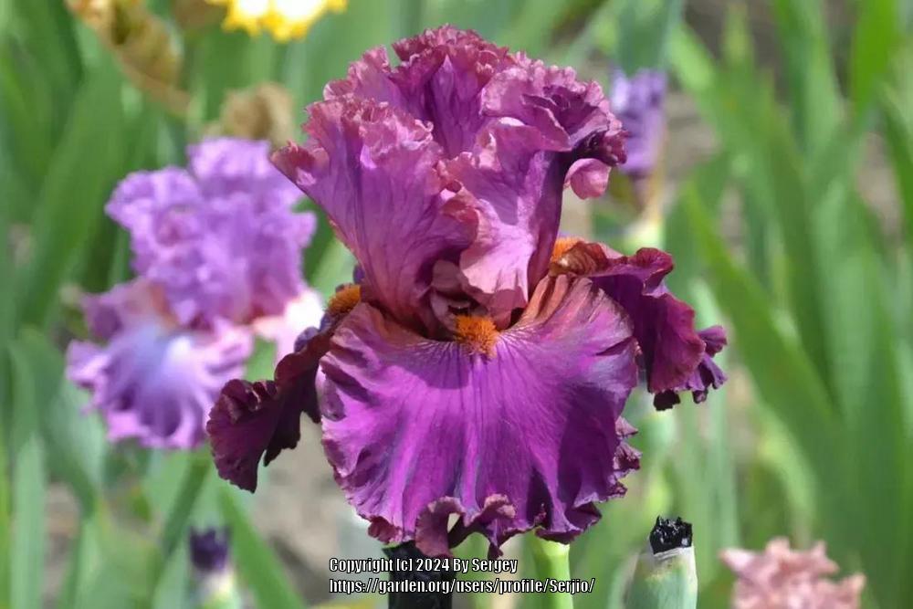 Photo of Tall Bearded Iris (Iris 'Mambo Italiano') uploaded by Serjio