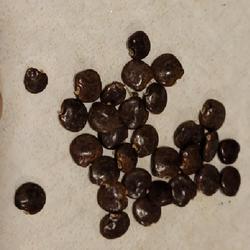 Location: indoors Toronto, Ontario
Date: 2024-01-27
Corkscrew Vine (Vigna caracalla) seeds.