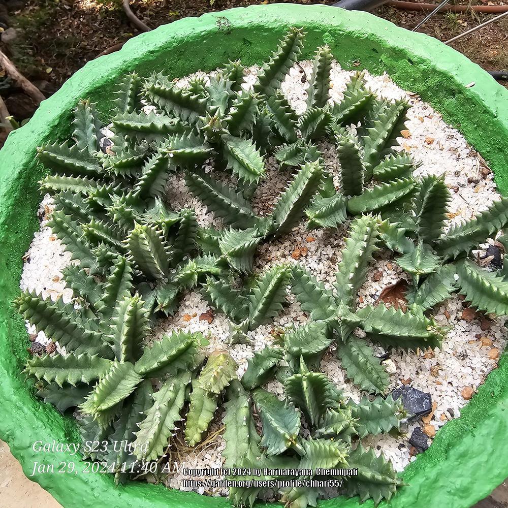 Photo of Lifesaver Plant (Ceropegia zebrina subsp. zebrina) uploaded by chhari55