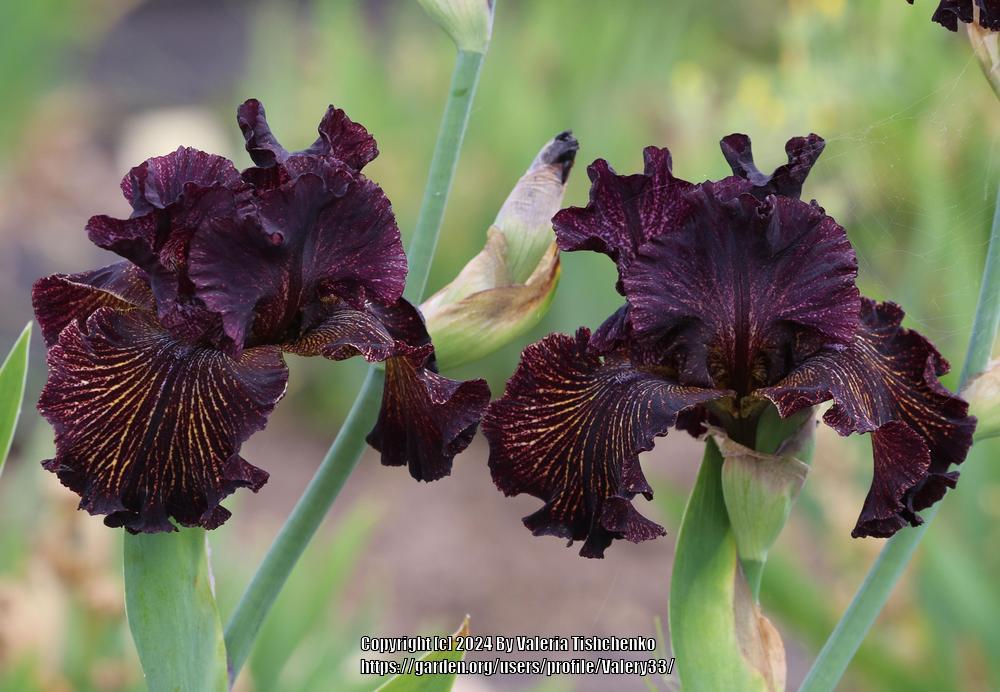 Photo of Tall Bearded Iris (Iris 'Dark Energy') uploaded by Valery33