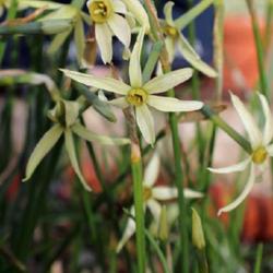 Location: Real Botanico de Madrid
Date: 2023-11-11
Narcissus obsoletus x Narcissus viridiflorus