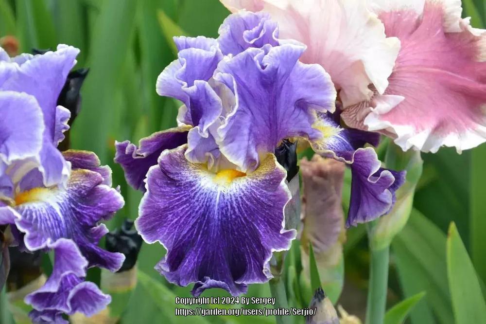 Photo of Tall Bearded Iris (Iris 'Belle Fille') uploaded by Serjio