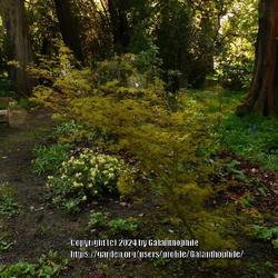 Location: Howick Hall gardens, Northumberland, England UK 
Date: 2021-05-12
Acer palmatum 'Seiryu'