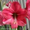 Amaryllis (Hippeastrum 'Best Seller') - 1st Bloom Stalk/6 Buds (B