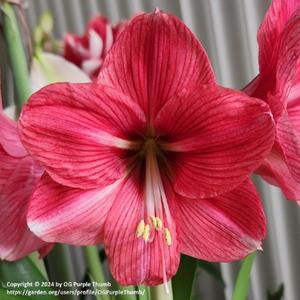 Amaryllis (Hippeastrum 'Best Seller') - 1st Bloom Stalk/6 Buds (B