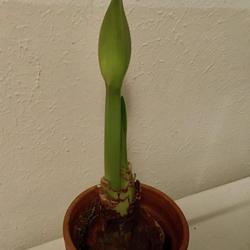 Location: Bea’s garden
Date: 2024-01-31
2024 bulb Hippeastrum double record in flower bud