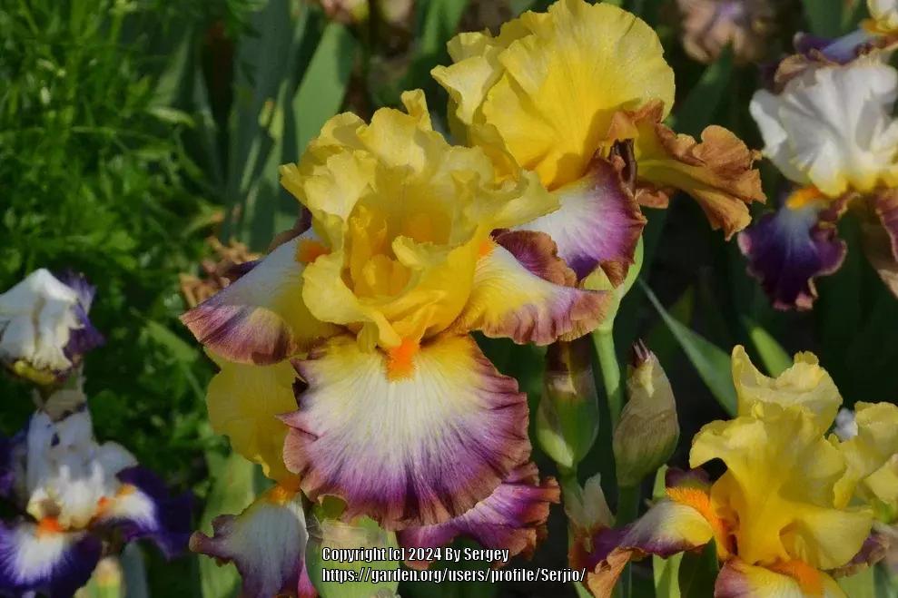 Photo of Tall Bearded Iris (Iris 'Rainbow High') uploaded by Serjio