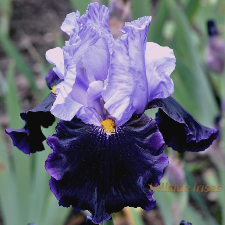 Photo of Tall Bearded Iris (Iris 'Habit') uploaded by cashe56