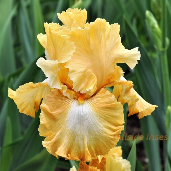 Photo of Tall Bearded Iris (Iris 'Honeycomb') uploaded by cashe56