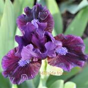 From Hillside Irises