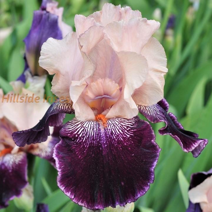 Photo of Tall Bearded Iris (Iris 'Wench') uploaded by cashe56