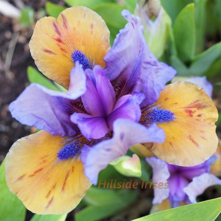 Photo of Standard Dwarf Bearded Iris (Iris 'What Again') uploaded by cashe56