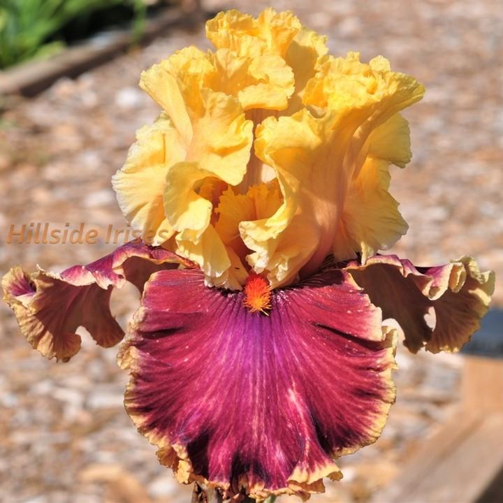 Photo of Tall Bearded Iris (Iris 'Decadence') uploaded by cashe56
