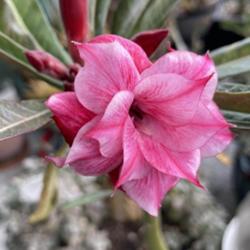Location: My garden in Tampa, Florida
Date: 2023-02-02
My beautiful desert rose’ first bloom of 2024.