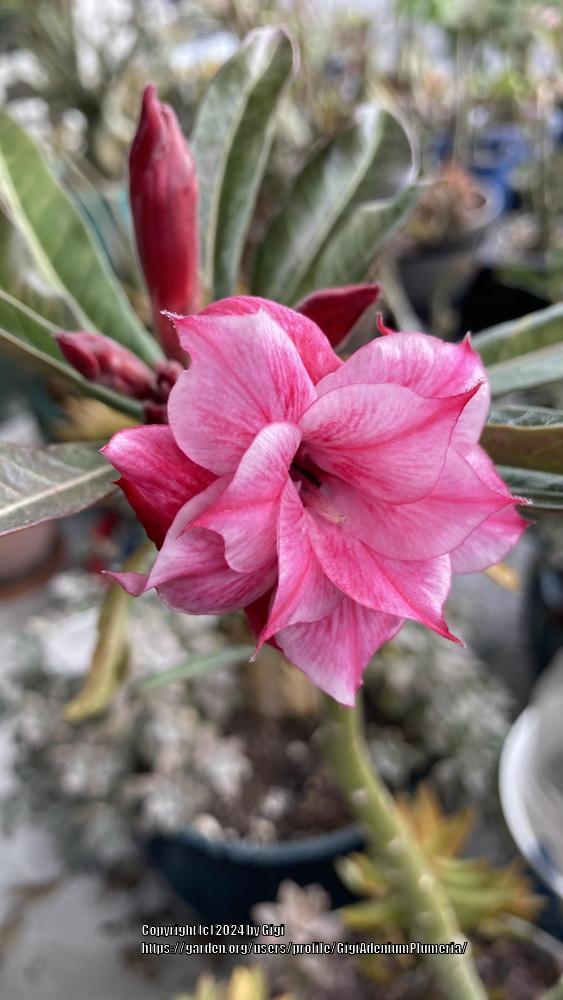 Photo of Desert Rose (Adenium 'Sab Sam Boon') uploaded by GigiAdeniumPlumeria