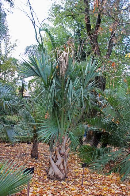Photo of Hispaniola Palmetto (Sabal domingensis) uploaded by RuuddeBlock