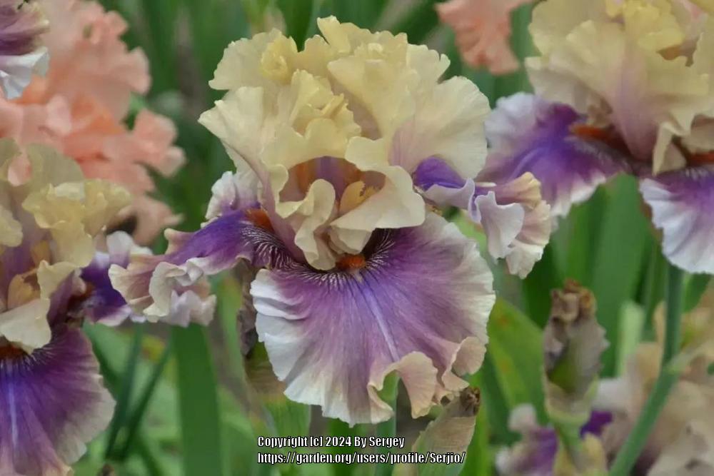 Photo of Tall Bearded Iris (Iris 'Smoke and Thunder') uploaded by Serjio
