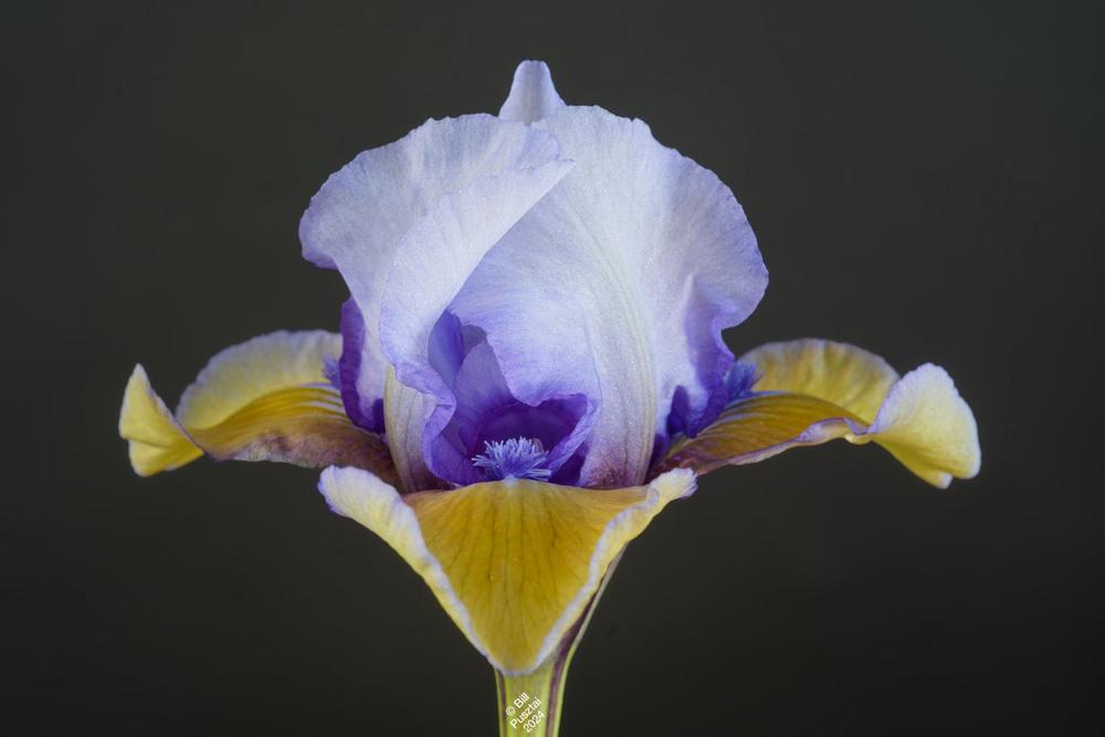 Photo of Standard Dwarf Bearded Iris (Iris 'What Again') uploaded by bill326