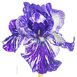 Location: Vancouver, BC, Canada
Date: 2018-05-30
Iris 'Batik'