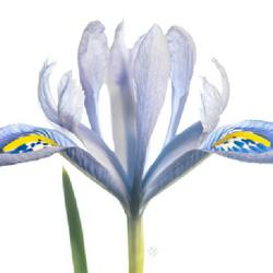 Location: Vancouver, BC, Canada
Date: 2023-03-11
Iris reticulata 'Alida'