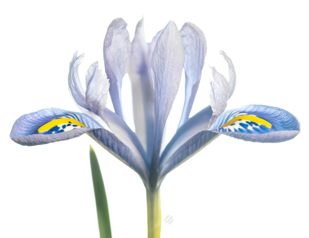 Photo of Reticulated Iris (Iris reticulata 'Alida') uploaded by billpusztai