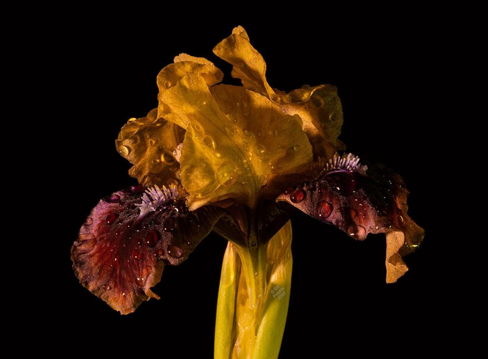 Photo of Standard Dwarf Bearded Iris (Iris 'Being Busy') uploaded by billpusztai