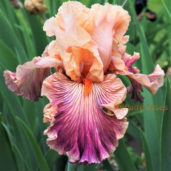 Photo of Tall Bearded Iris (Iris 'Full of Magic') uploaded by cashe56