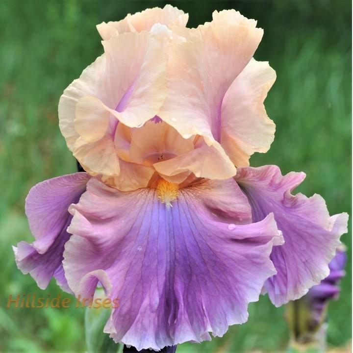 Photo of Tall Bearded Iris (Iris 'Chasing Rainbows') uploaded by cashe56