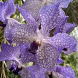 Location: St Louis - Missouri Botanical Garden
Date: 2024-02-01
Beautiful lavender blooms. Hybrid of Vanda sanderiana 'Athens' x 