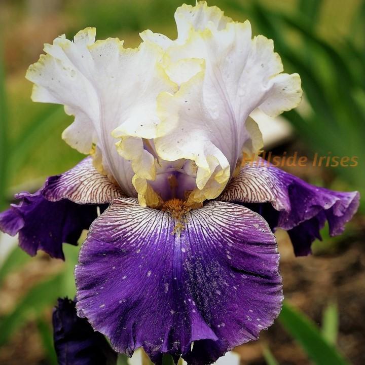 Photo of Tall Bearded Iris (Iris 'Slovak Prince') uploaded by cashe56
