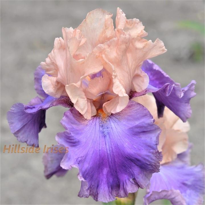 Photo of Tall Bearded Iris (Iris 'Poem of Ecstasy') uploaded by cashe56