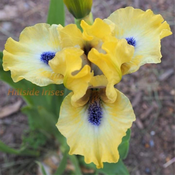 Photo of Standard Dwarf Bearded Iris (Iris 'Experiment') uploaded by cashe56