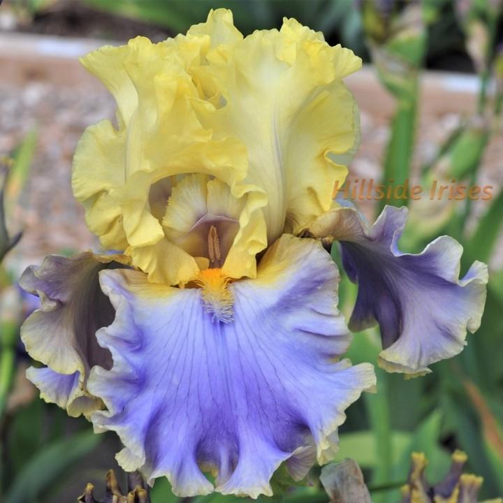 Photo of Tall Bearded Iris (Iris 'Bollywood') uploaded by cashe56