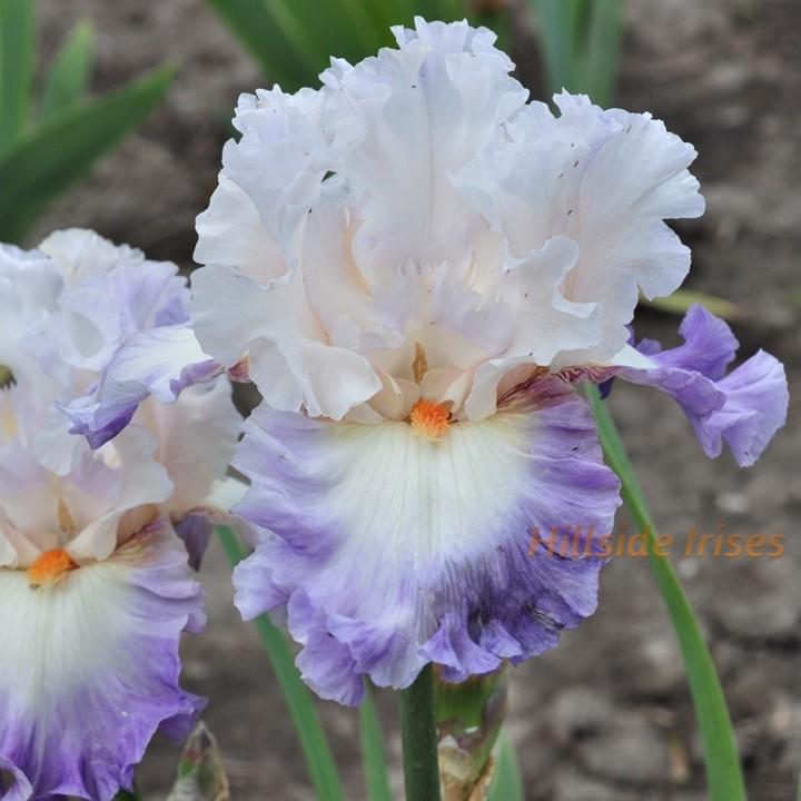 Photo of Tall Bearded Iris (Iris 'Polite Applause') uploaded by cashe56