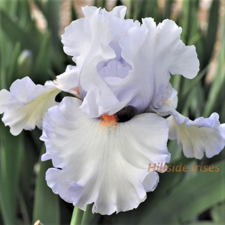 Photo of Tall Bearded Iris (Iris 'Waterline') uploaded by cashe56