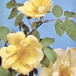 
Date: c. 1964
public domain photo from '421 Roses en couleurs' by Henry Edland,