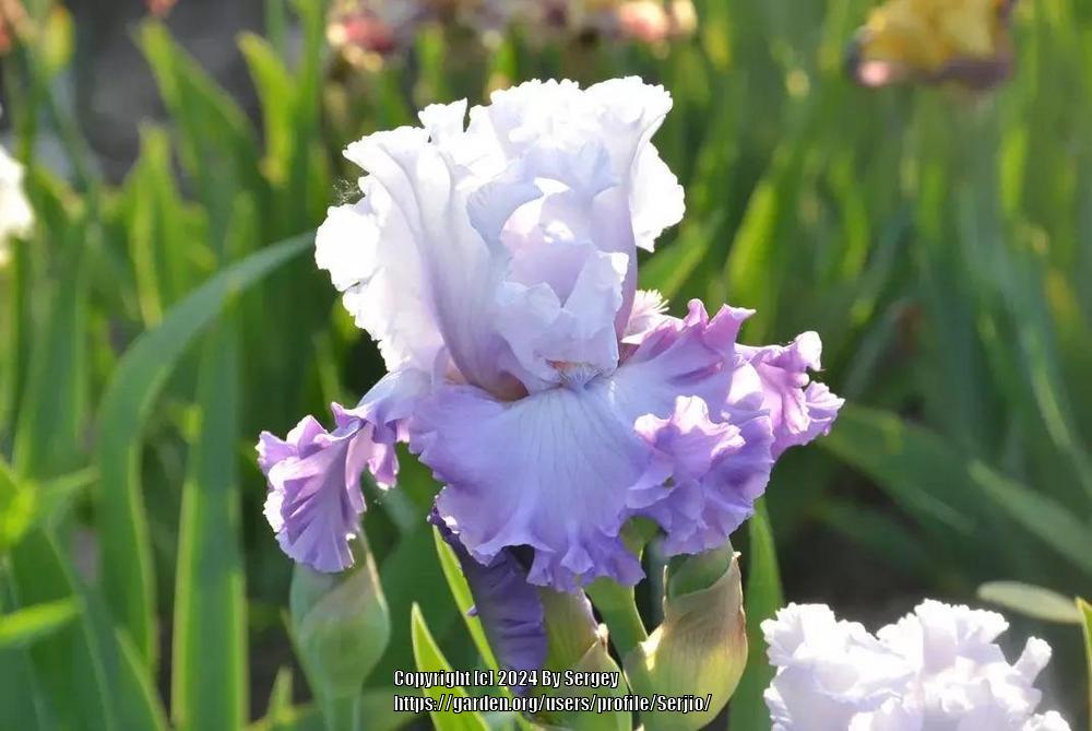 Photo of Tall Bearded Iris (Iris 'Enamored') uploaded by Serjio