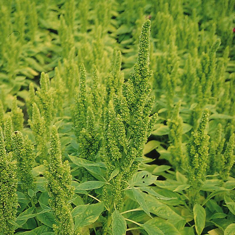 Photo of Prince's Feather (Amaranthus hypochondriacus 'Green Thumb') uploaded by Joy
