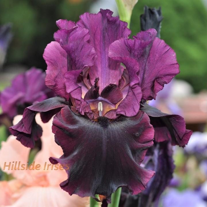 Photo of Tall Bearded Iris (Iris 'Silken Trim') uploaded by cashe56