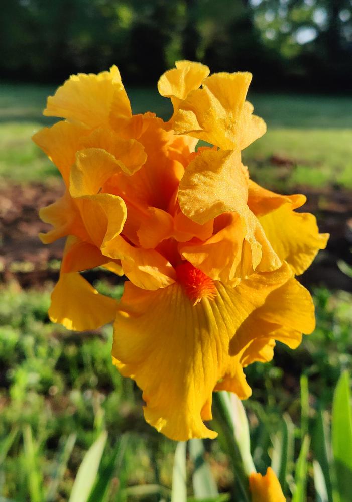 Photo of Tall Bearded Iris (Iris 'Tumalo Sunset') uploaded by AndreaYoungGoodman